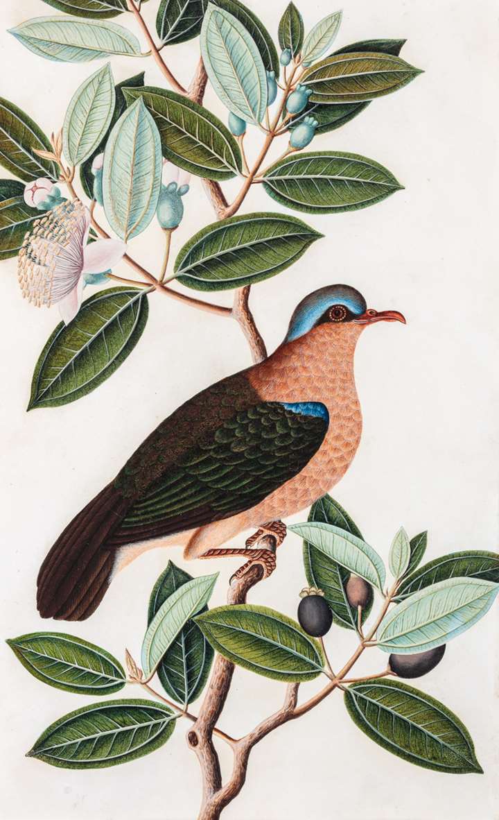 A study of a male Common Emerald Dove, Chalcophaps indica